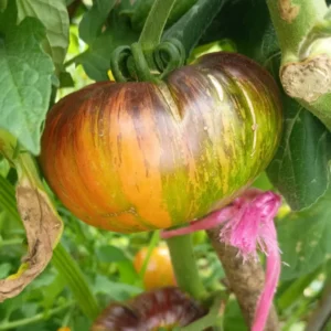 Black Brandywine Tomato Plant - Vegetable Plant 2.5 Inch Pot