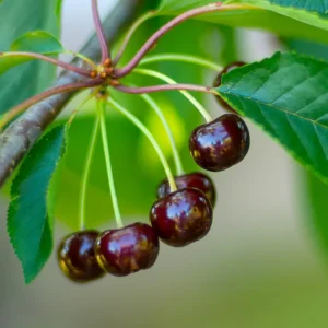 Black Cherry Tree Live Plant 6-8 Inch - Fruit Tree 4