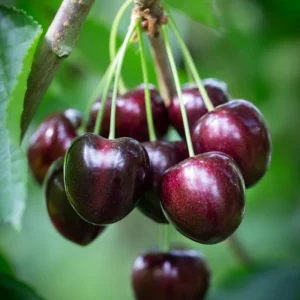 Black Cherry Tree Live Plant - Fruit Tree Seedling 6-8 Inch
