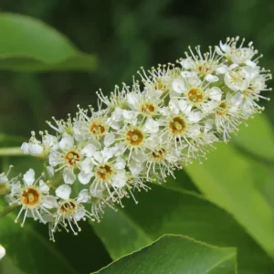 Black Cherry Tree Live Plant - Fruit Tree Seedling 6-8 Inch