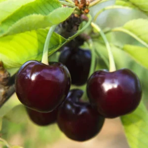 Black Cherry Tree Live Plant - Fruit Tree Seedling 6-8 Inch
