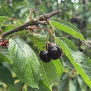 Black Cherry Tree Live Plant - Fruit Tree Seedling 6-8 Inch
