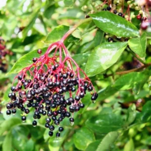 Black Elderberry Plants Live Bareroots - 6-12 Inch - Sweet Elderberries Fruit