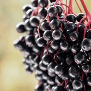 Black Elderberry Plants - Live Fruit Bushes - 6 to 12 Inches Tall