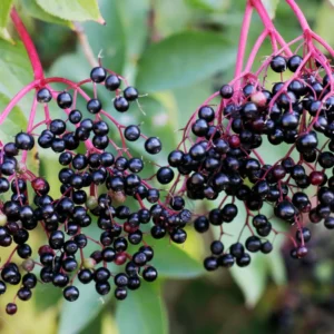 Black Elderberry Plants - Live Fruit Bushes - 6 to 12 Inches Tall