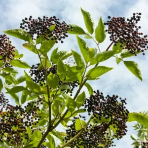 Black Elderberry Plants - Live Fruit Bushes - 6 to 12 Inches Tall