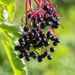 Black Elderberry Plants - Live Fruit Bushes - 6 to 12 Inches Tall