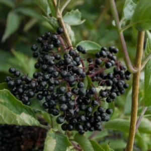 Black Elderberry Plants - Live Fruit Bushes - 6 to 12 Inches Tall