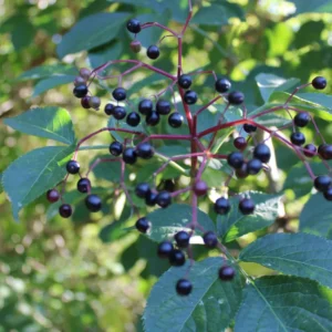 Black Elderberry Plants - Live Fruit Bushes - 6 to 12 Inches Tall