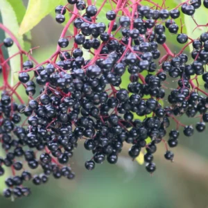Black Elderberry Plants - Live Fruit Bushes - 6 to 12 Inches Tall