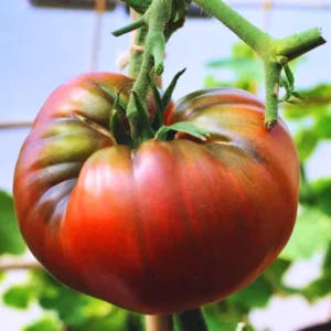 Black Krim Tomato Plant - Vegetable Plant in 2.5 Inch Pot