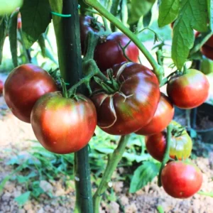 Black Krim Tomato Plant - Vegetable Plant in 2.5 Inch Pot