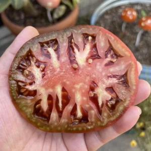 Black Krim Tomato Plant - Vegetable Plant in 2.5 Inch Pot