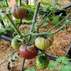 Black Krim Tomato Plant - Vegetable Plant in 2.5 Inch Pot