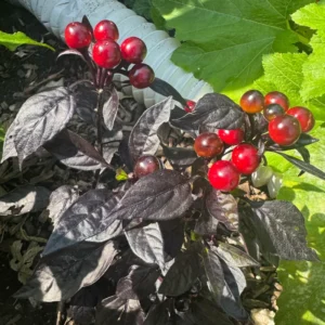 Black Pearl Hot Pepper Plant - Edible Ornamental Vegetable Plant - 2.5 Inch Pot