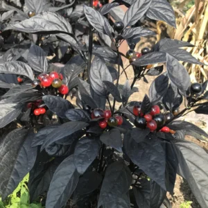 Black Pearl Hot Pepper Plant - Edible Ornamental Vegetable Plant - 2.5 Inch Pot