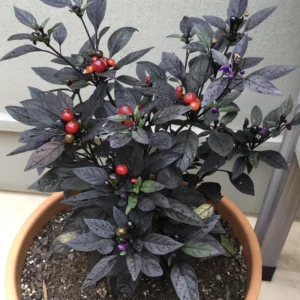 Black Pearl Hot Pepper Plant - Edible Ornamental Vegetable Plant - 2.5 Inch Pot