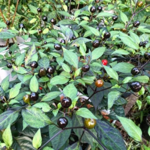 Black Pearl Hot Pepper Plant - Edible Ornamental Vegetable Plant - 2.5 Inch Pot