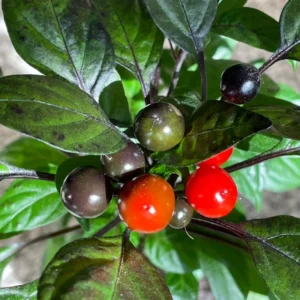 Black Pearl Hot Pepper Plant - Edible Ornamental Vegetable Plant - 2.5 Inch Pot