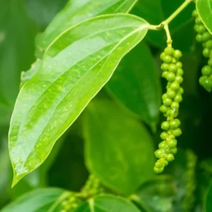 Black Pepper Plant Live - 2 to 3 Ft Piper Nigrum Tree - 3 Gallon Pot