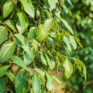 Black Pepper Plant Live - 2 to 3 Ft Piper Nigrum Tree - 3 Gallon Pot