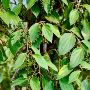 Black Pepper Plant Live - 2 to 3 Ft Piper Nigrum Tree - 3 Gallon Pot