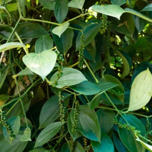 Black Pepper Plant Live - 2 to 3 Ft Piper Nigrum Tree - 3 Gallon Pot