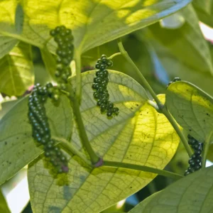 Black Pepper Plant Piper Nigrum - 4-6 Inch Starter Plant - No Pot