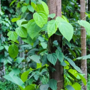 Black Pepper Plant Tree - Piper Nigrum Live Plant 3 Gallon Pot