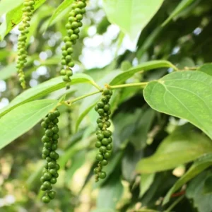 Black Pepper Plant Tree - Piper Nigrum Live Plant 3 Gallon Pot