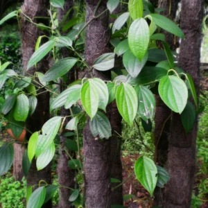 Black Pepper Plant Tree - Piper Nigrum Live Plant 3 Gallon Pot