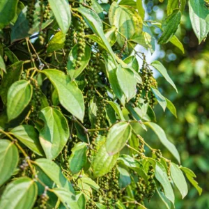 Black Pepper Plant Tree - Piper Nigrum Live Plant 3 Gallon Pot