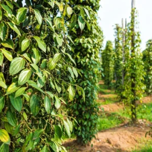 Black Pepper Plant Tree - Piper Nigrum Live Plant 3 Gallon Pot