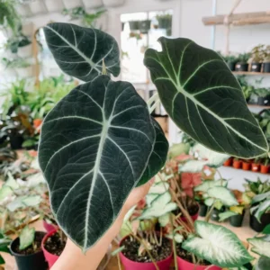 Black Velvet Alocasia Live Plant - Rare Indoor Houseplant for Home Garden Decor