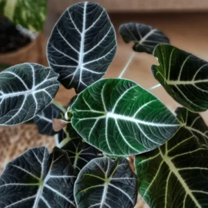 Black Velvet Alocasia Live Plant - Rare Indoor Houseplant for Home Garden Decor