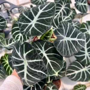 Black Velvet Alocasia Live Plant - Rare Indoor Houseplant for Home Garden Decor