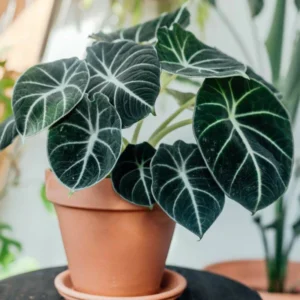 Black Velvet Alocasia Live Plant - Rare Indoor Houseplant for Home Garden Decor