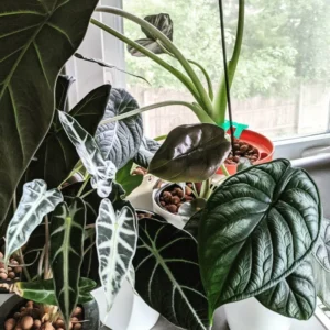 Black Velvet Alocasia Live Plant - Rare Indoor Houseplant for Home Garden Decor