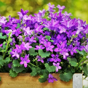 Blissful Blue Campanula Flower Plant - 2.5 Inch Pot - Spring Blooming