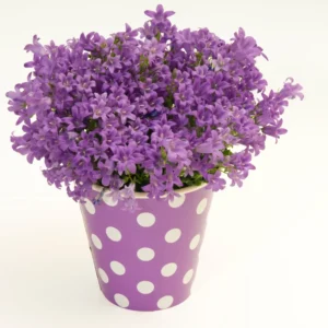 Blissful Blue Campanula Flower Plant - 2.5 Inch Pot - Spring Blooming