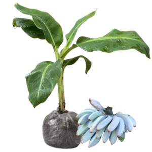 Blue Banana Tree Live Plant - Ice Cream Banana Seedling 4-8 Inch Tropical Fruit