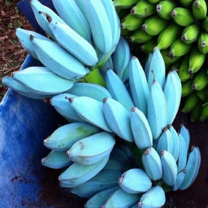 Blue Banana Tree Live Plant - Ice Cream Banana Seedling 4-8 Inch Tropical Fruit