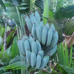 Blue Banana Tree Live Plant - Ice Cream Banana Seedling 4-8 Inch Tropical Fruit