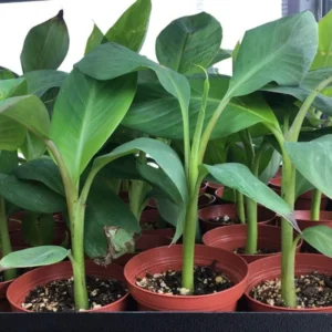 Blue Banana Tree Live Plant - Ice Cream Banana Seedling 4-8 Inch Tropical Fruit