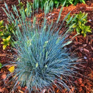 Blue Fescue Grass Plants - 2 Live Ornamental Grass Seedlings - Indoor Outdoor