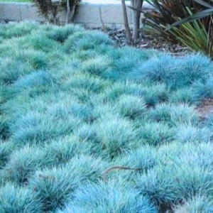 Blue Fescue Grass Plants - 2 Live Ornamental Grass Seedlings - Indoor Outdoor