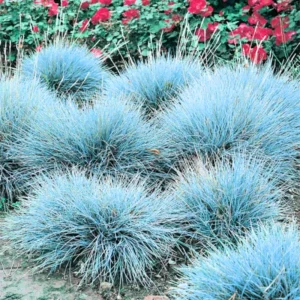 Blue Fescue Grass Plants - 2 Live Ornamental Grass Seedlings - Indoor Outdoor