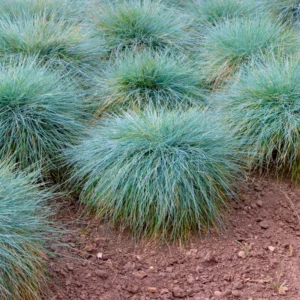 Blue Fescue Grass Plants - 2 Live Plants in 4" Pots - Ornamental Garden Grass