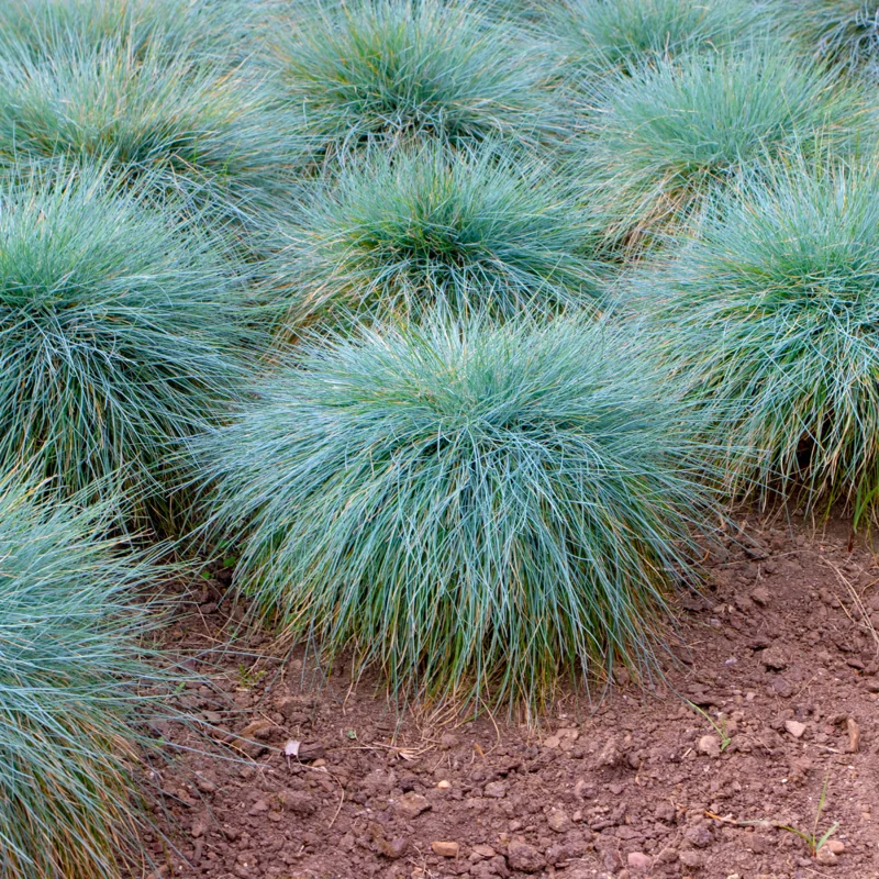 Blue Fescue Grass Plants - 2 Live Plants in 4" Pots - Ornamental Garden Grass