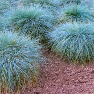 Blue Fescue Grass Plants - 2 Live Plants in 4" Pots - Ornamental Garden Grass